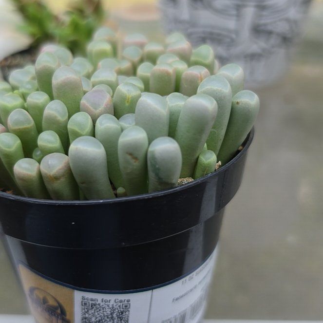 Photo of the plant species Baby Toes by @RobustSoursop73 named Ulysses S Plant on Greg, the plant care app