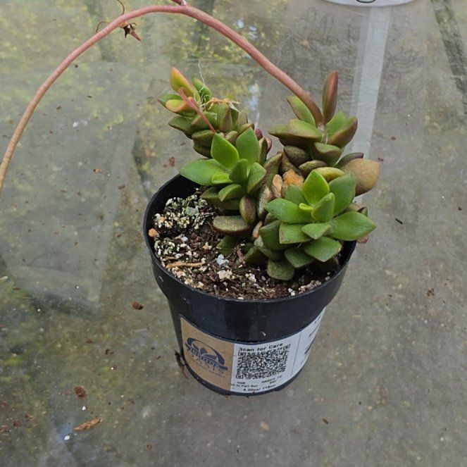 Photo of the plant species Anacampseros telephiastrum 'Variegata' by @RobustSoursop73 named Gregarious on Greg, the plant care app