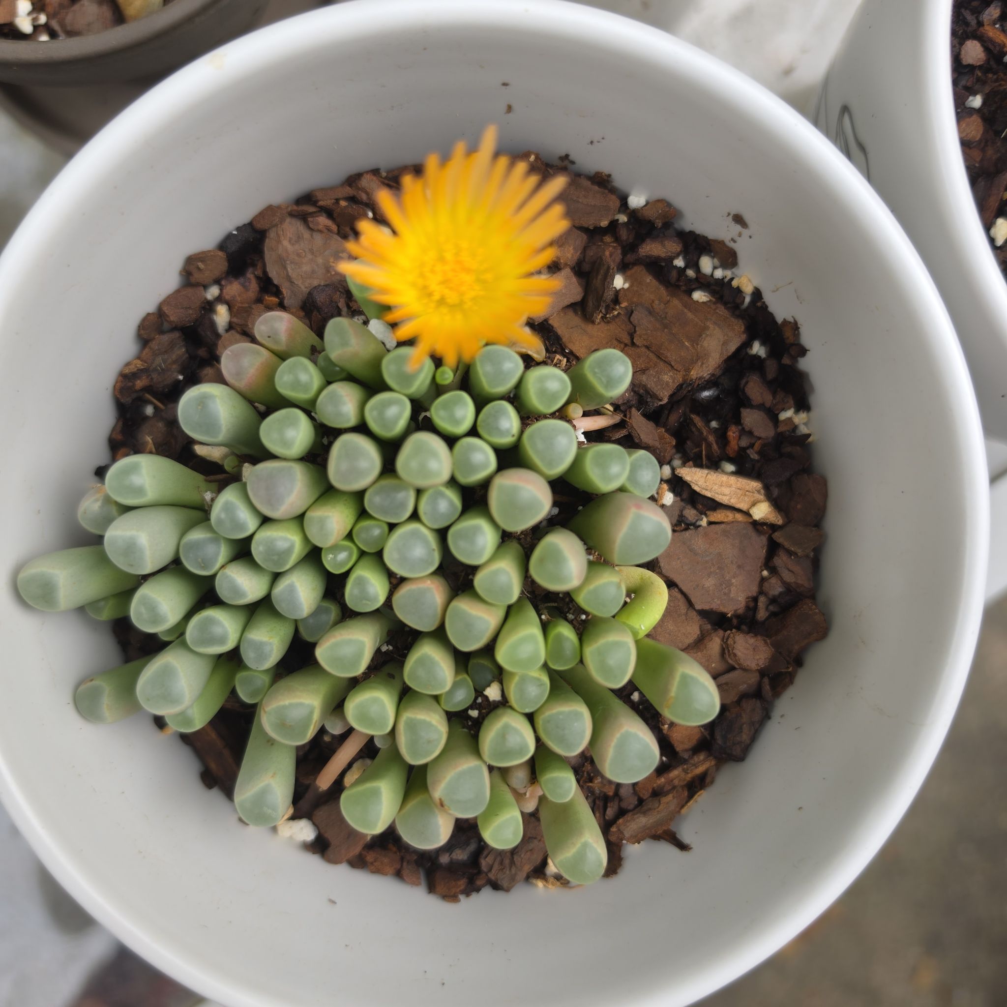 Photo of the plant species Baby Toes by @RobustSoursop73 named Ulysses S Plant on Greg, the plant care app
