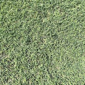 Photo of the plant species Wiregrass by @BackupPlain28 named Kesha on Greg, the plant care app