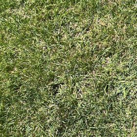 Photo of the plant species Smooth Meadowgrass by @BackupPlain28 named Nemo on Greg, the plant care app