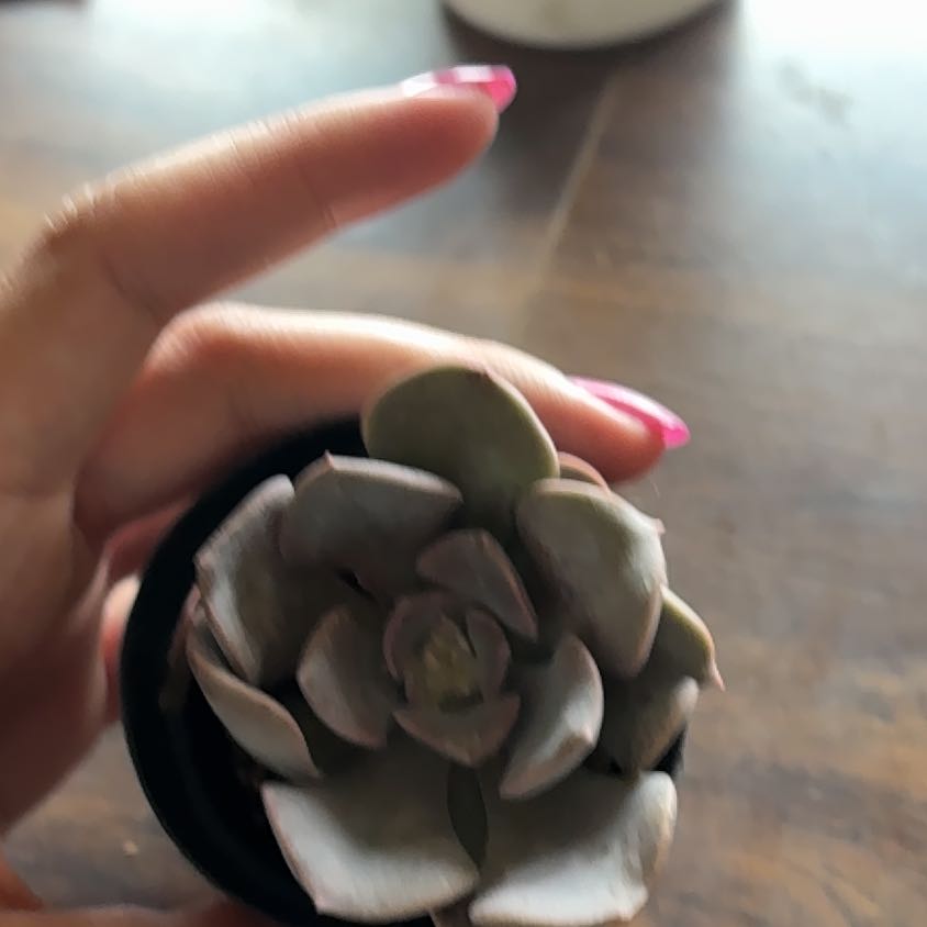 Photo of the plant species Graptoveria 'Francesca' by @MagicianTaro37 named Francesca on Greg, the plant care app