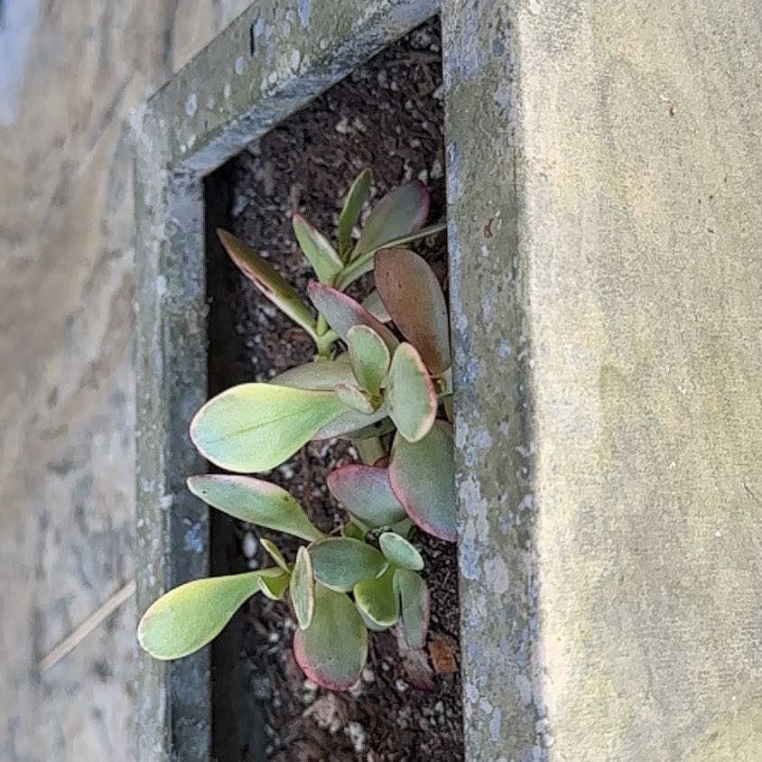 Photo of the plant species Fairy Crassula by @NiceCocoplum62 named Beckham on Greg, the plant care app