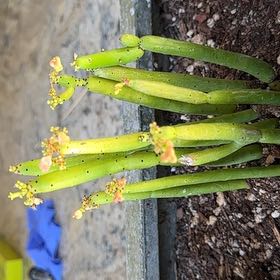 Photo of the plant species Adamant Creeper by @NiceCocoplum62 named Nithin on Greg, the plant care app