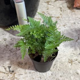 Photo of the plant species Davallia Fern by @YeveMountain93 named Planty on Greg, the plant care app
