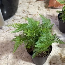 Photo of the plant species Davallia Fern by @YeveMountain93 named Gobi on Greg, the plant care app