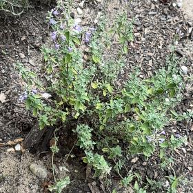 Photo of the plant species Lesser Calamint by @SpecialMastic33 named Scarlett on Greg, the plant care app