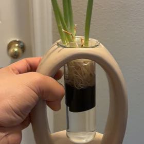 Photo of the plant species Green Onion by @AlertBibi71 named Einstein on Greg, the plant care app