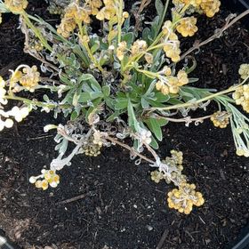 Photo of the plant species Basket of Gold by @SleekSilktree63 named Tupot amaroot on Greg, the plant care app