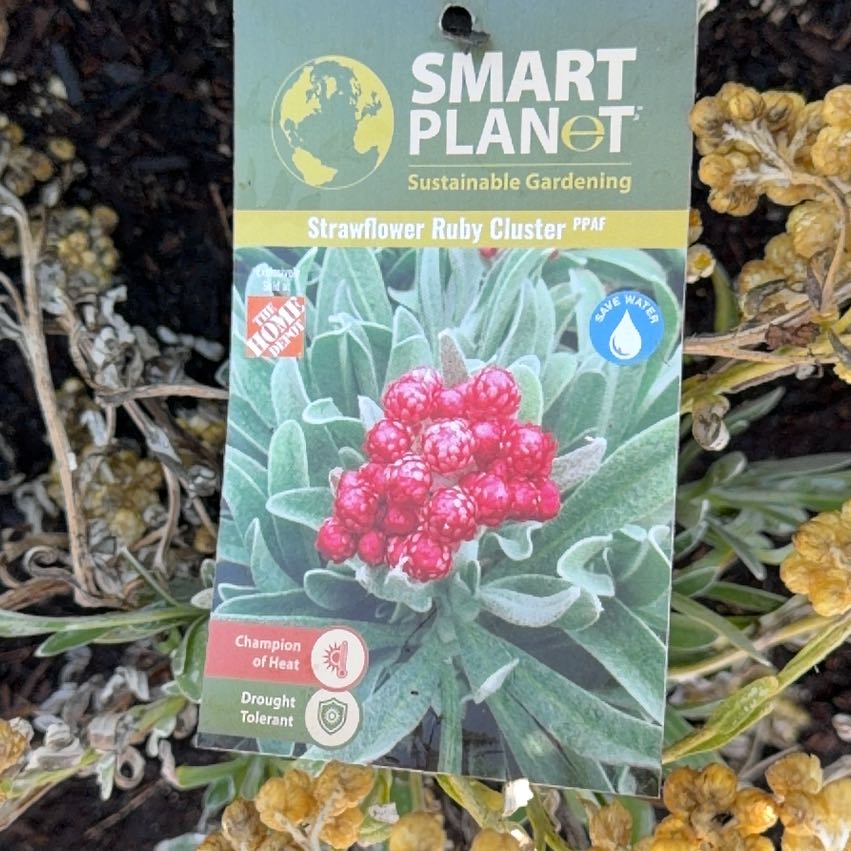 Photo of the plant species Trailing Dusty Miller by @SleekSilktree63 named Aria on Greg, the plant care app
