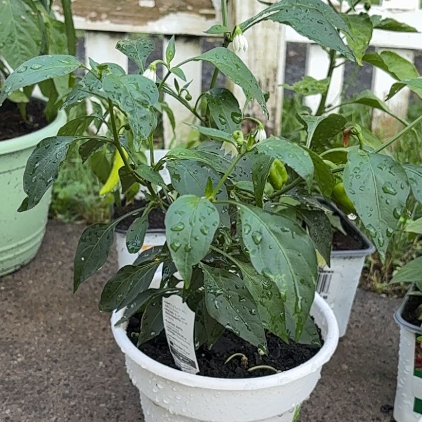 Photo of the plant species Capsicum 'Cajun Belle' by @PaternalMango9 named Burnadette on Greg, the plant care app