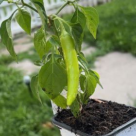 Photo of the plant species Fajita Pepper by @PaternalMango9 named Austen on Greg, the plant care app