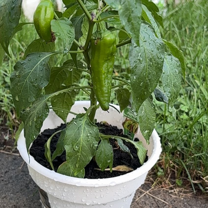Photo of the plant species Chile Pepper by @PaternalMango9 named Keanu Leaves on Greg, the plant care app