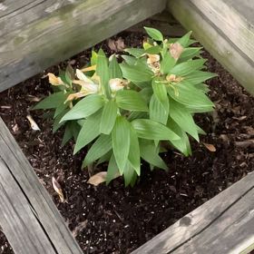 Photo of the plant species Lily of the Incas by @BabyDaffodil51 named ChloroPhil on Greg, the plant care app