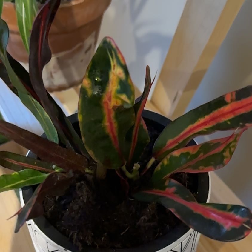 Photo of the plant species Croton Mammy by @SharpRadish36 named Treeyoncé on Greg, the plant care app