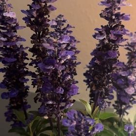 Photo of the plant species Mealycup Sage by @PeachySkimmia30 named Fernie Mercury on Greg, the plant care app