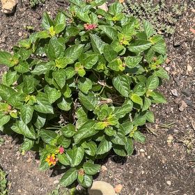 Photo of the plant species Lantana Camara by @EventfulComet named Girlfrond on Greg, the plant care app