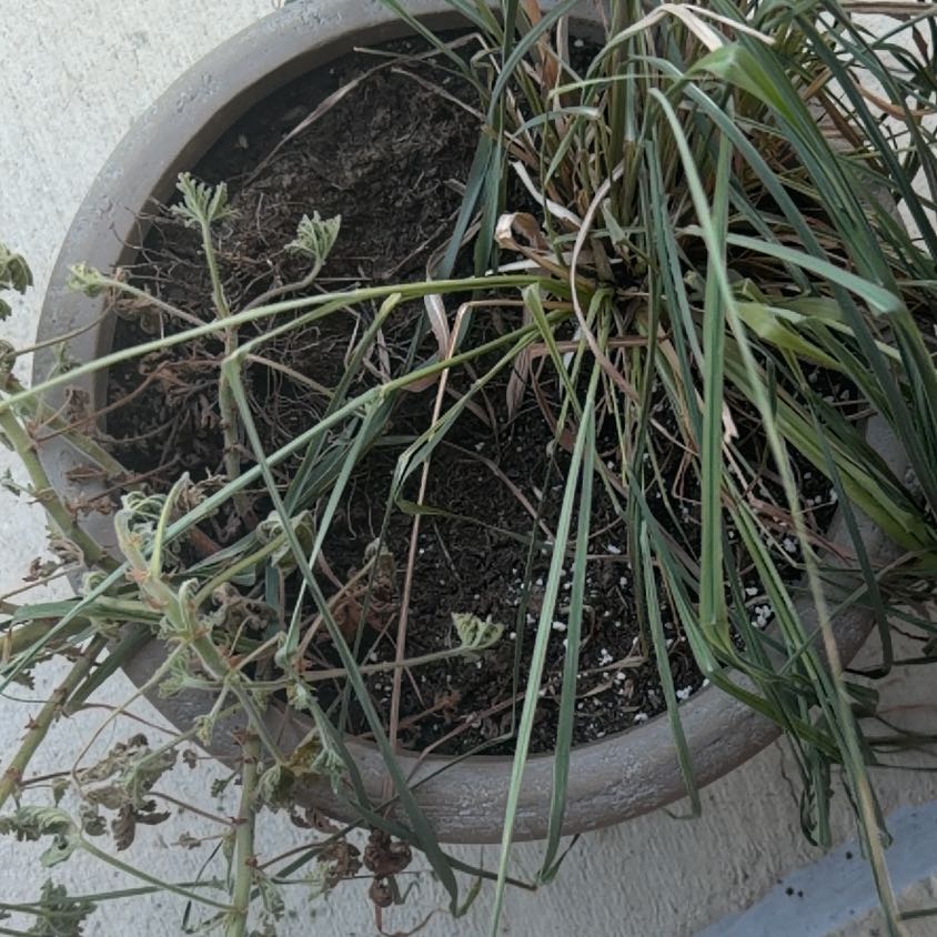 Photo of the plant species Lemon Grass by @EventfulComet named Remington on Greg, the plant care app