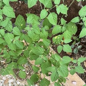 Photo of the plant species Black Nightshade by @ExecChia71 named Sonora on Greg, the plant care app