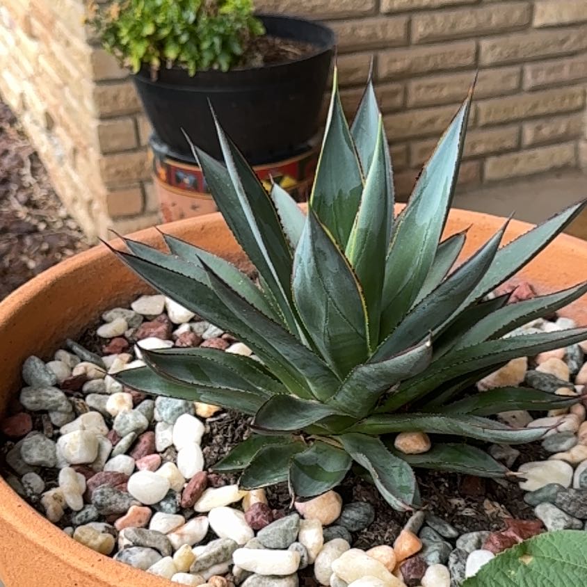 Photo of the plant species Blue Agave by @ExecChia71 named Bodhi on Greg, the plant care app