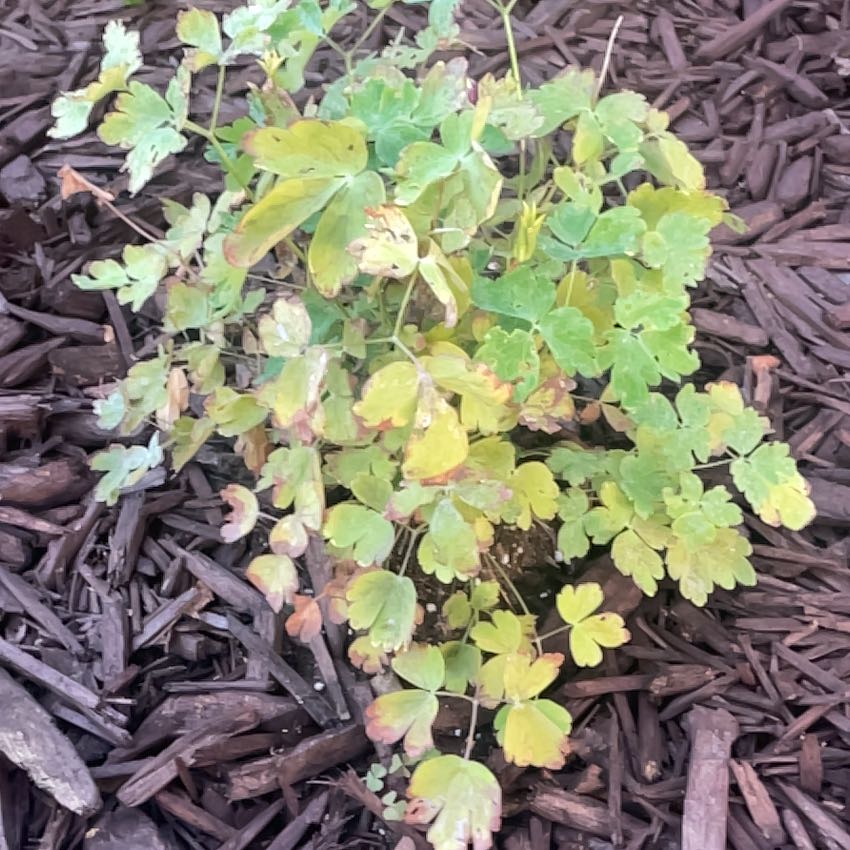Photo of the plant species European Columbine by @AssuredSalal94 named Emerson on Greg, the plant care app