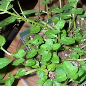Photo of the plant species Chocolate Mint by @LiterateBasil named Kobe on Greg, the plant care app