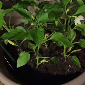 Photo of the plant species Hungarian Wax Pepper by @LiterateBasil named Kylie on Greg, the plant care app