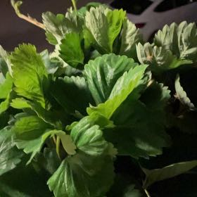 Photo of the plant species Garden Strawberry by @LiterateBasil named Sahara on Greg, the plant care app