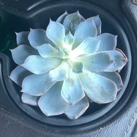 Photo of the plant species Echeveria Subsessilis by @PrimoChilli64 named Miley on Greg, the plant care app