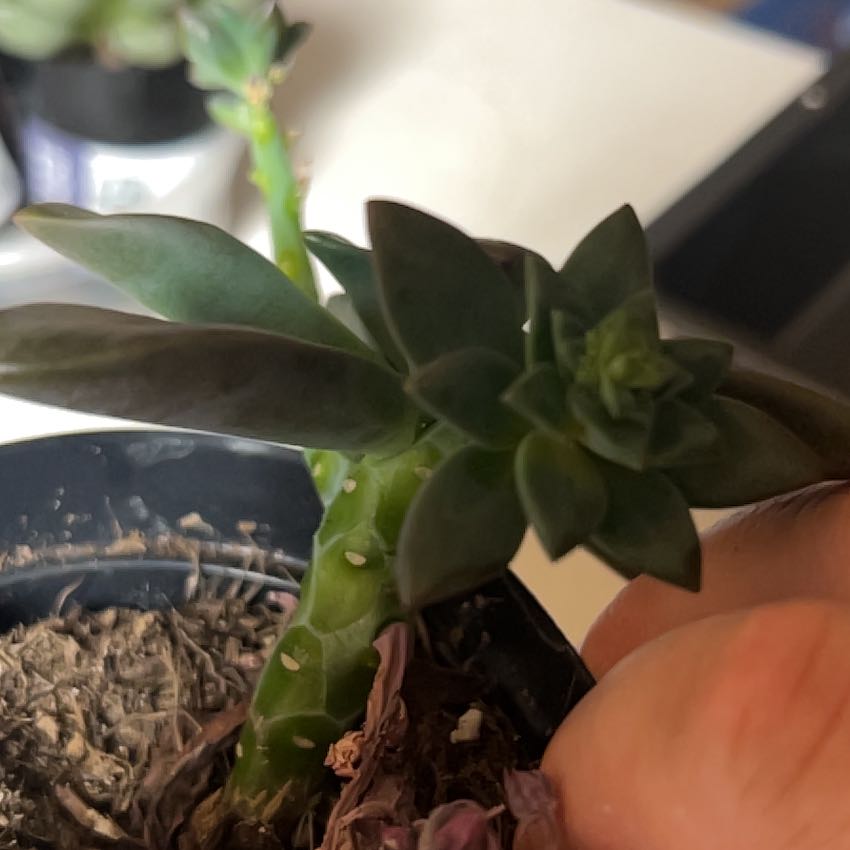 Photo of the plant species Echeveria 'Red Licorice' by @JovialWildyam99 named ChloroPhil on Greg, the plant care app
