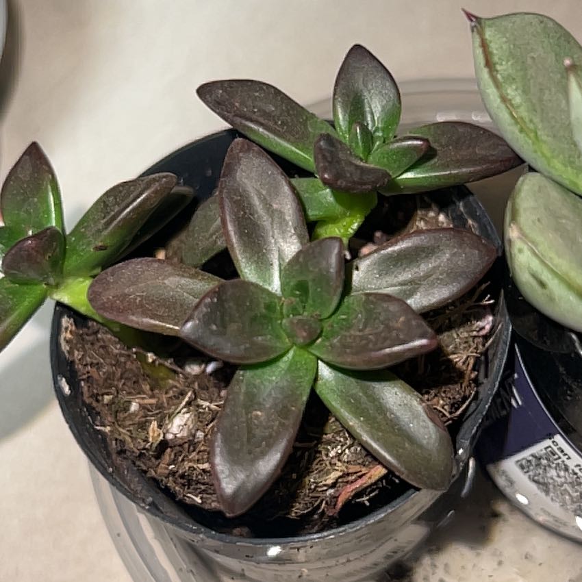 Photo of the plant species Echeveria compressicaulis by @JovialWildyam99 named Scarlett on Greg, the plant care app
