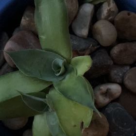Photo of the plant species Parry's Agave by @JovialWildyam99 named Baesil on Greg, the plant care app