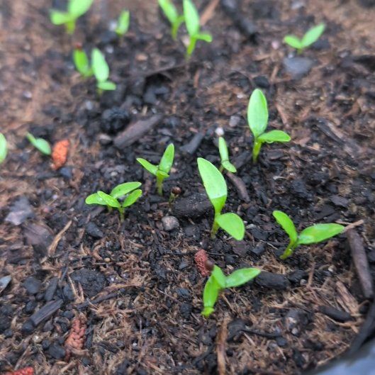 Photo of the plant species Mint by @BullishChervil named Captain Plant-it on Greg, the plant care app