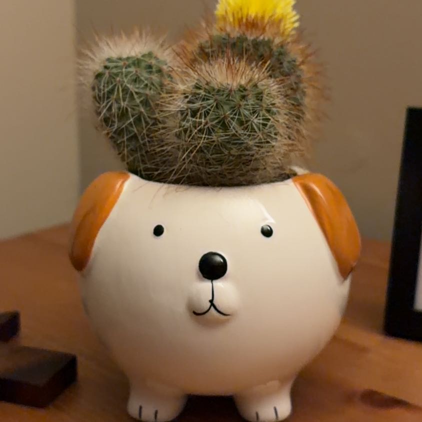 Photo of the plant species Cactus by @mh.0511 named Dolores on Greg, the plant care app