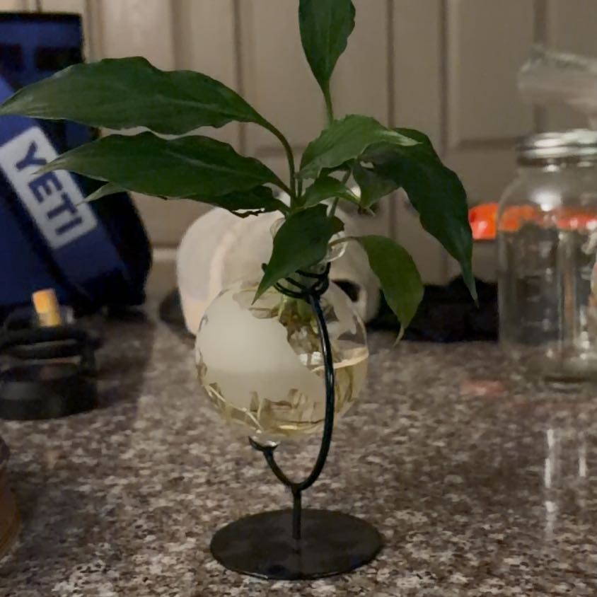 Photo of the plant species Elkhorn by @mh.0511 named Pluto on Greg, the plant care app