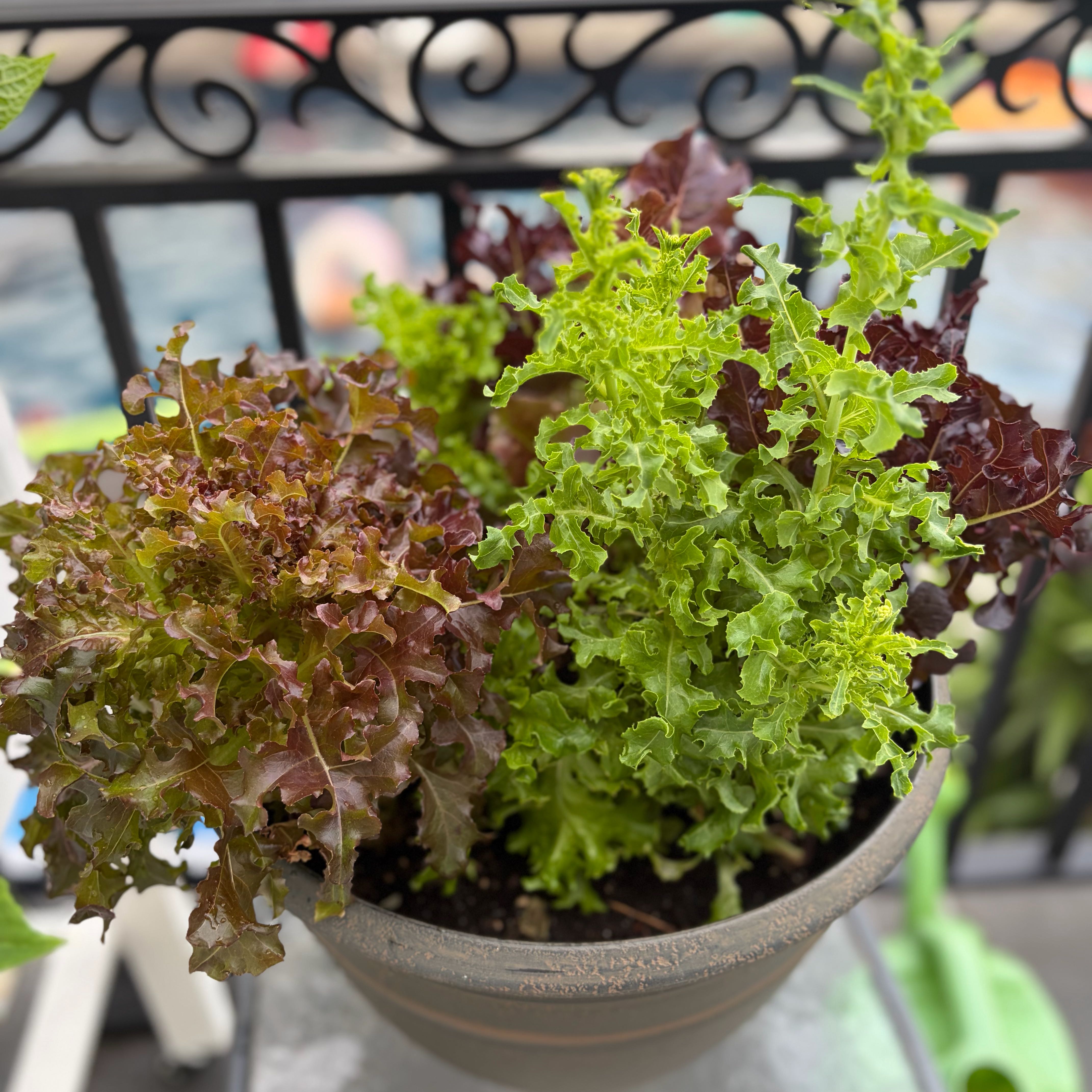 Photo of the plant species Leaf Lettuce by @NewFrogbit33 named Prince on Greg, the plant care app