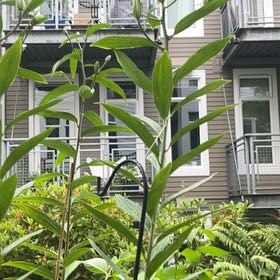 Photo of the plant species Solomon's Seal by @IconRosegrape87 named Nemo on Greg, the plant care app