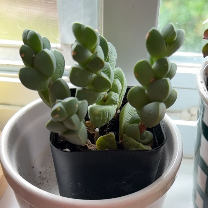 Photo of the plant species Ice Plant by @TastyGinger62 named Curie on Greg, the plant care app