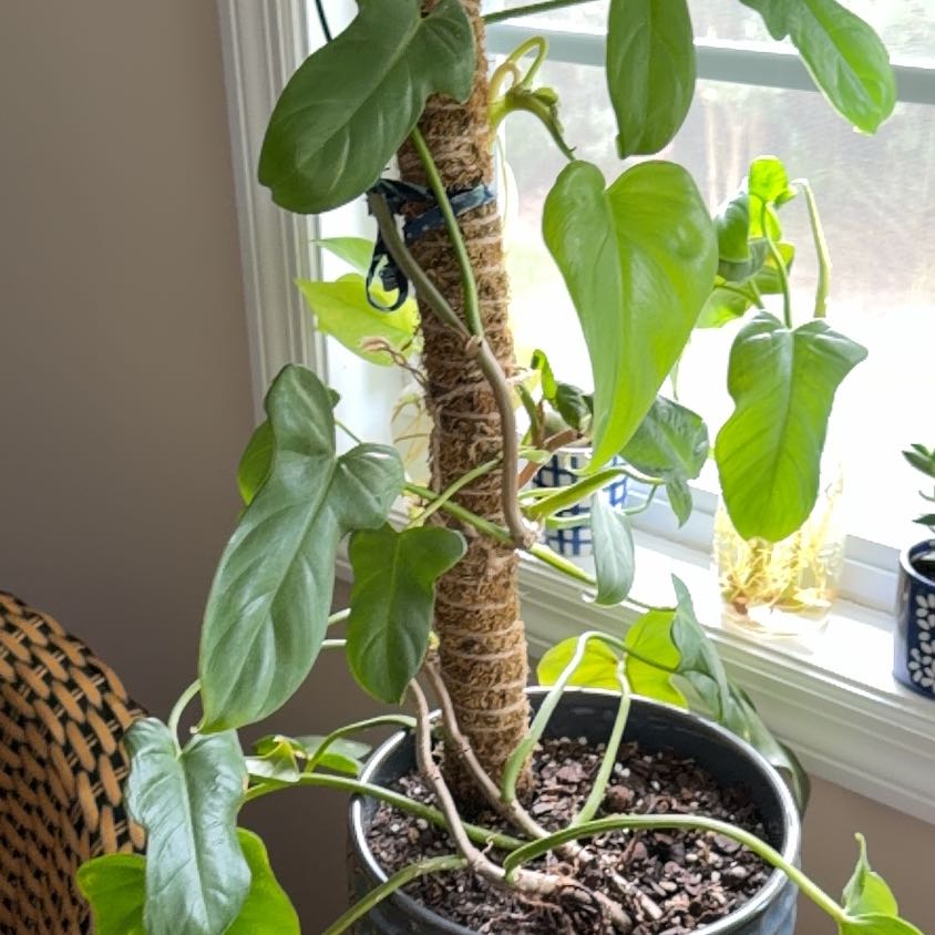 Photo of the plant species Philodendron Bipennifolium by @TastyGinger62 named Hemingway on Greg, the plant care app