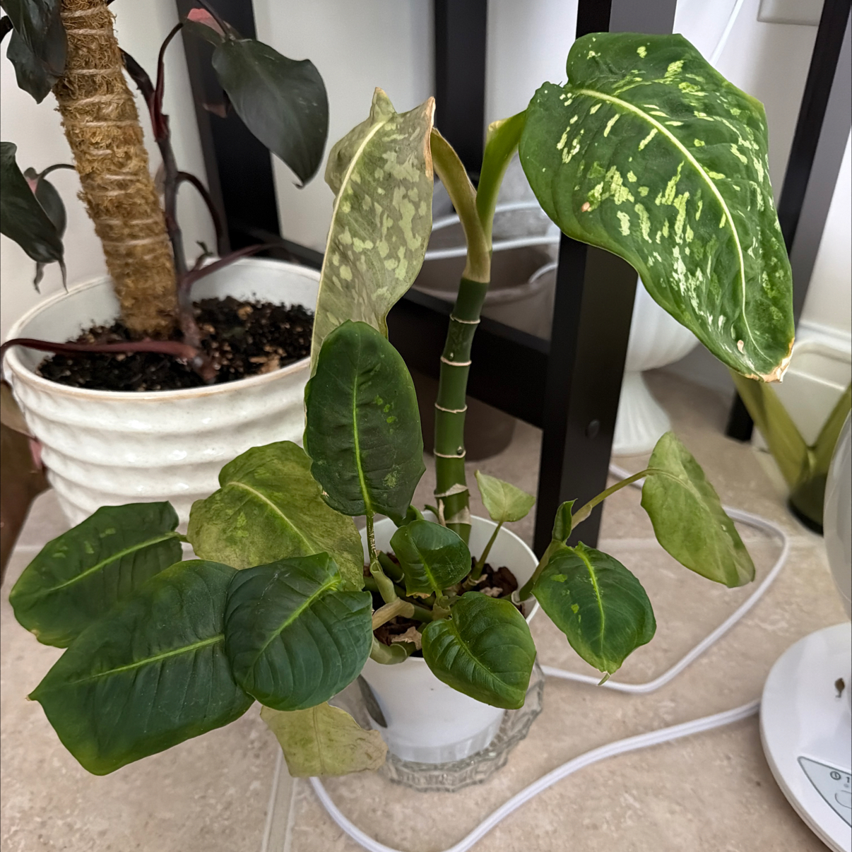 Photo of the plant species Camo Dumb Cane by @TastyGinger62 named Beyonce on Greg, the plant care app