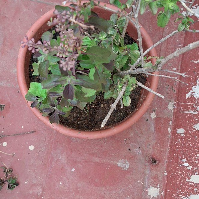 Photo of the plant species Holy Basil (Tulsi) by @PowerfulWavycap named Baesil on Greg, the plant care app