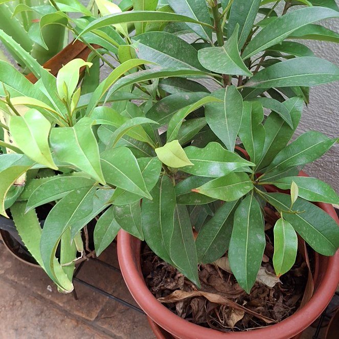 Photo of the plant species Sapote by @PowerfulWavycap named Orwell on Greg, the plant care app