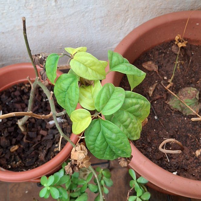 Photo of the plant species Bleeding Heart Vine by @PowerfulWavycap named Sherlock on Greg, the plant care app