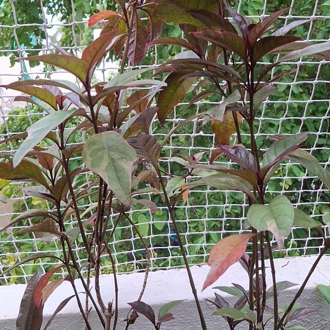 Photo of the plant species Brazilian Joyweed by @PowerfulWavycap named Zion on Greg, the plant care app