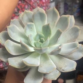 Photo of the plant species Menina by @Kuda named Polities on Greg, the plant care app