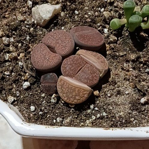 Photo of the plant species Assorted Lithops by @FitPapaya59 named Delilah on Greg, the plant care app