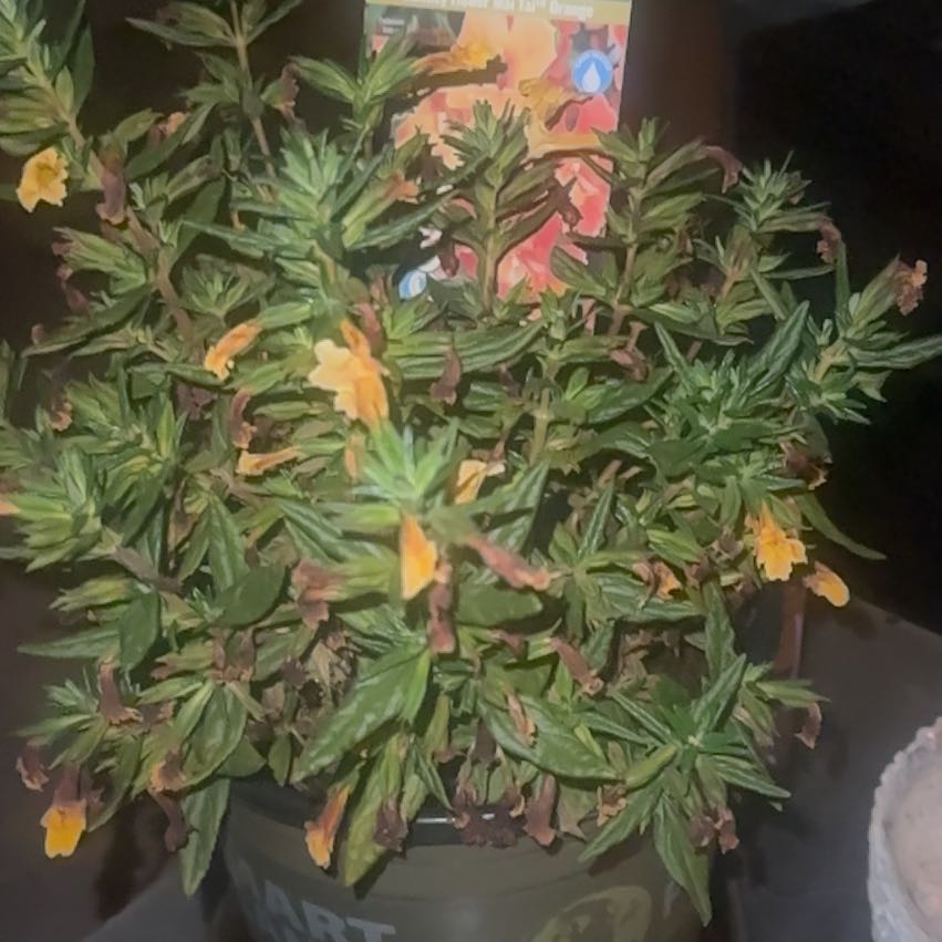 Photo of the plant species Widdy by @AttentiveMint87 named Taylor Swift on Greg, the plant care app