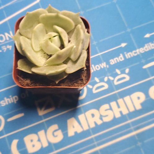 Photo of the plant species Green Duncecap by @HeiressKaramu56 named Baesil on Greg, the plant care app