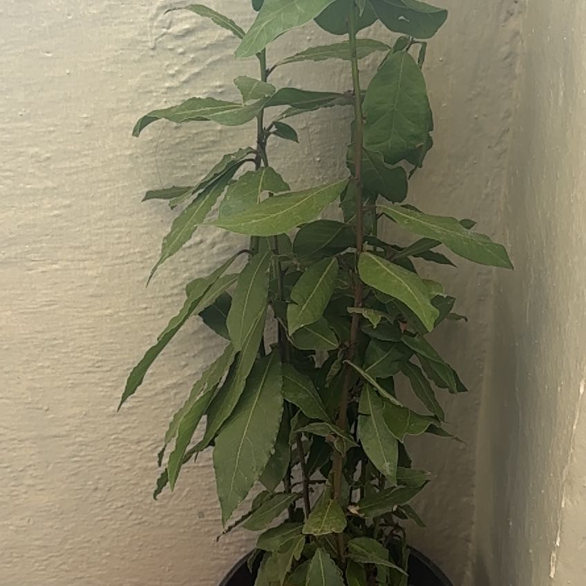 Photo of the plant species Bay Laurel by @PunchyJubaea70 named Tupot amaroot on Greg, the plant care app