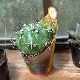Photo of the plant species Ferocactus histrix by @AwakeShamrock71 named Rosa on Greg, the plant care app